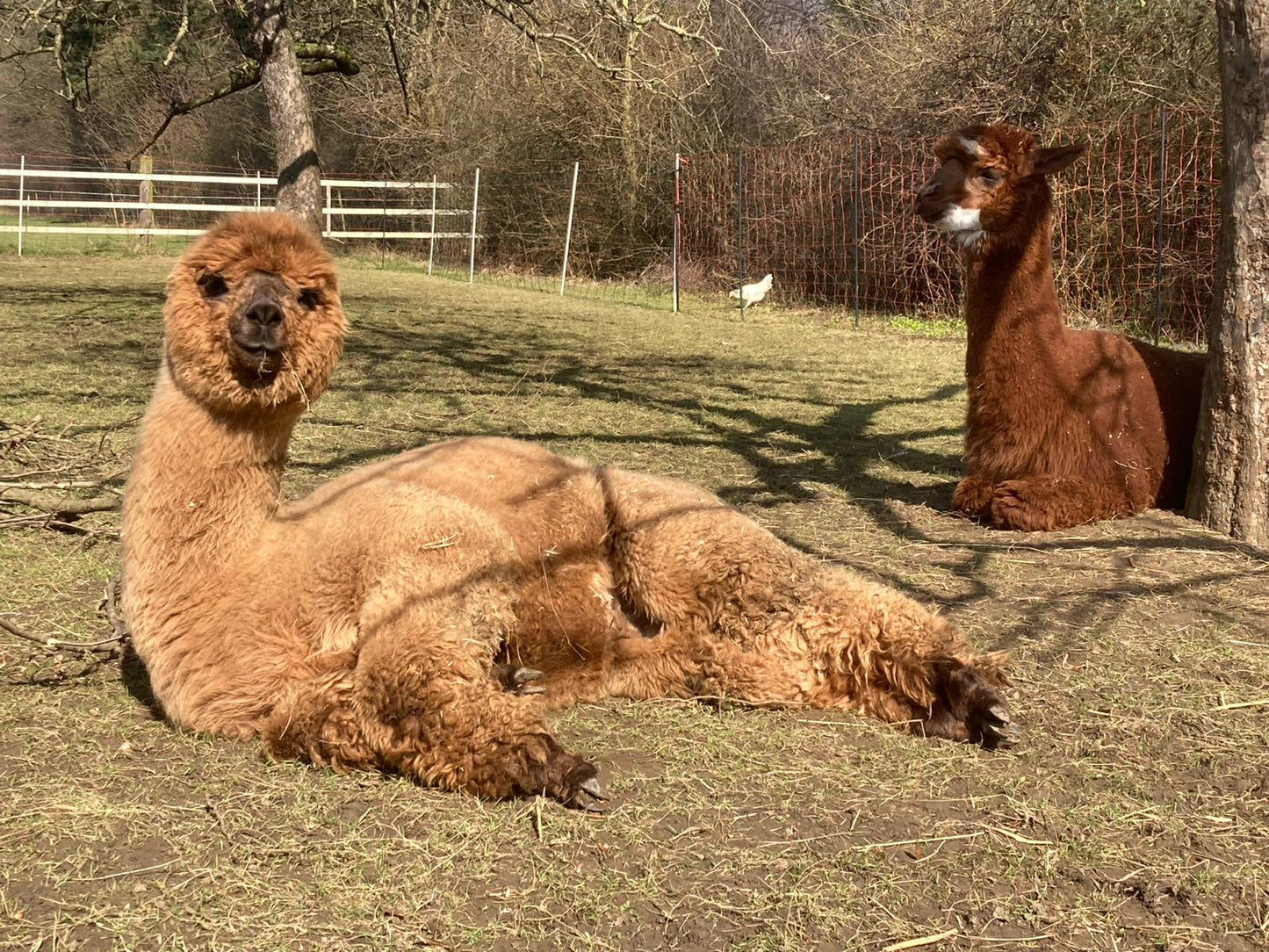 Yoga zwischen unseren Alpakas | 05.07.2026 16:30-18:00 Uhr