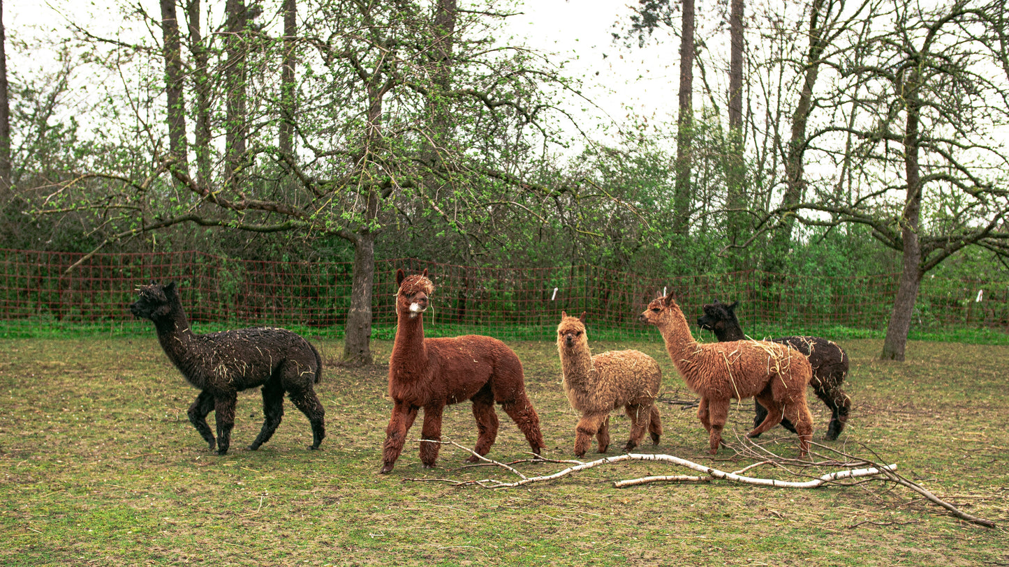Alpaka-Seifen-Kurs am 11.07.2026 | Erstelle kreative Seifen aus Alpaka-Wolle