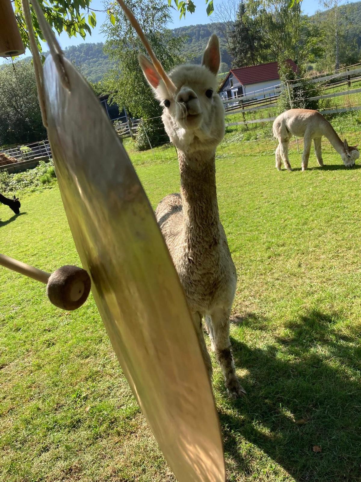 Alpaka Klang | Entspannung mit Klangschalen und Alpakas | 10.07. 17-18 Uhr