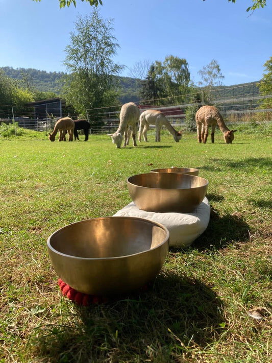 Alpaka Klang | Entspannung mit Klangschalen und Alpakas | 07.08. 17-18 Uhr